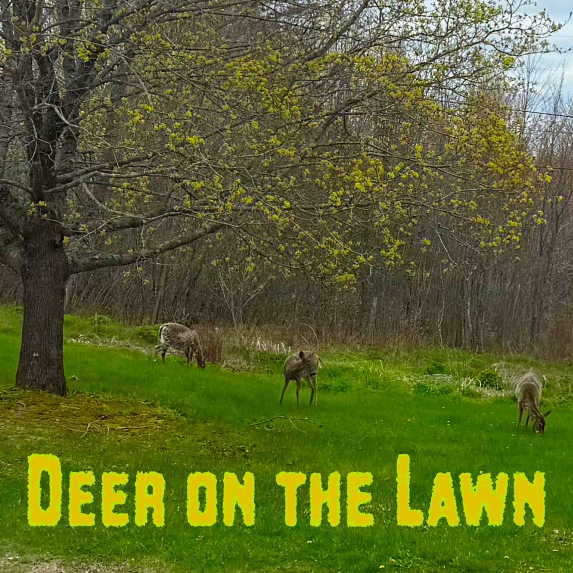 A group of deer grazing on a green lawn with a tree on the left and text reading "Deer on the Lawn."