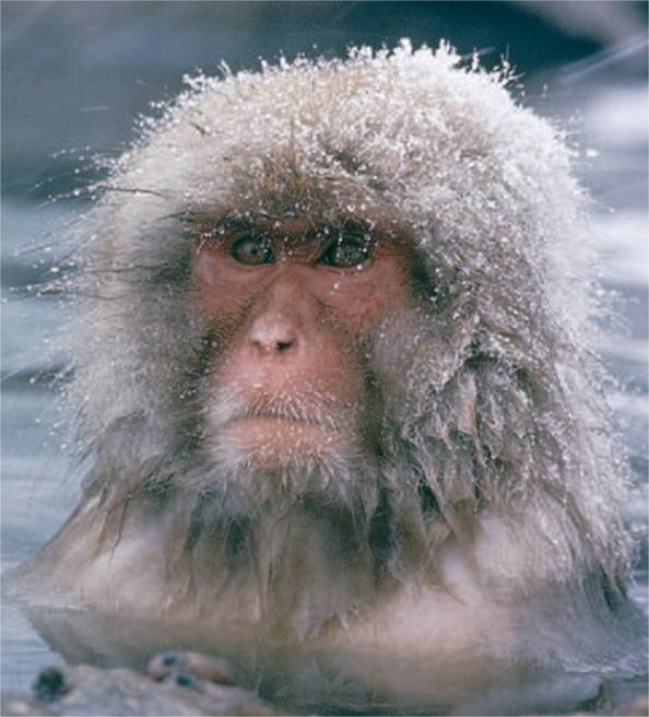 rhesus in geothermal pool by co rentmeester